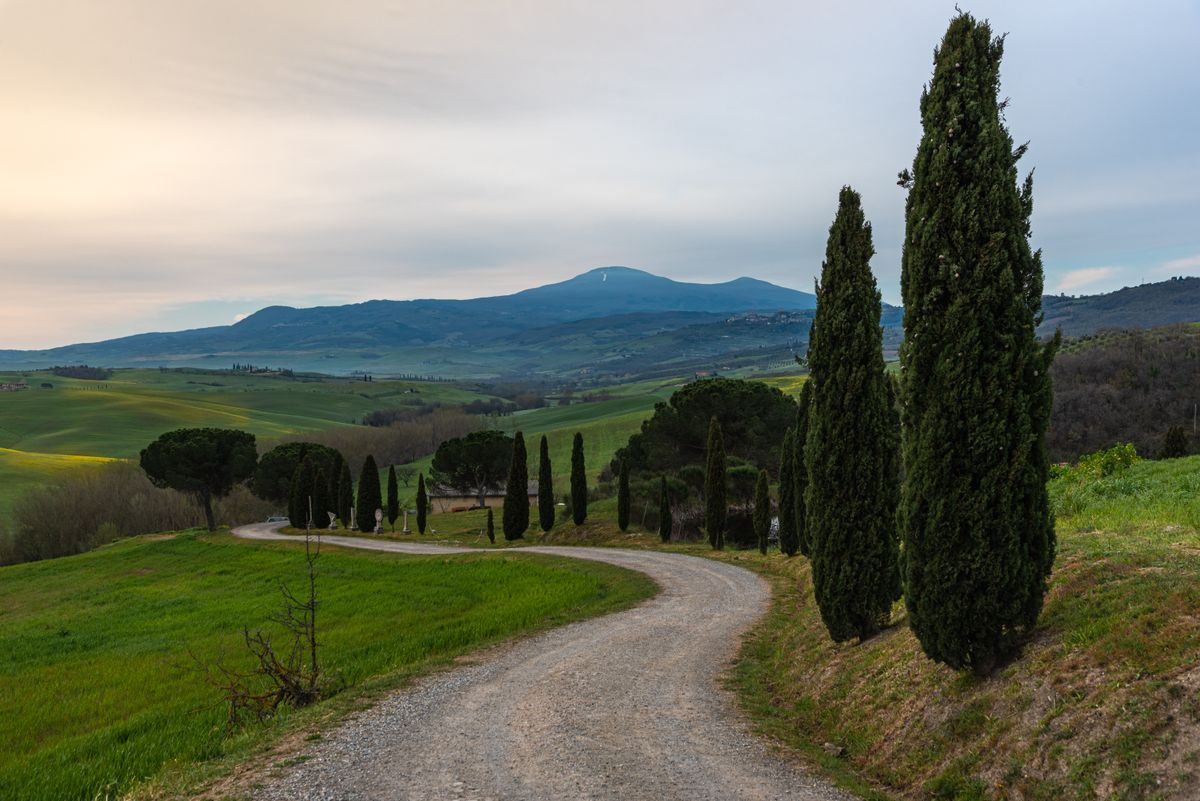 Szutrowa droga między cyprysami wśród wzgórz Val d’Orcia