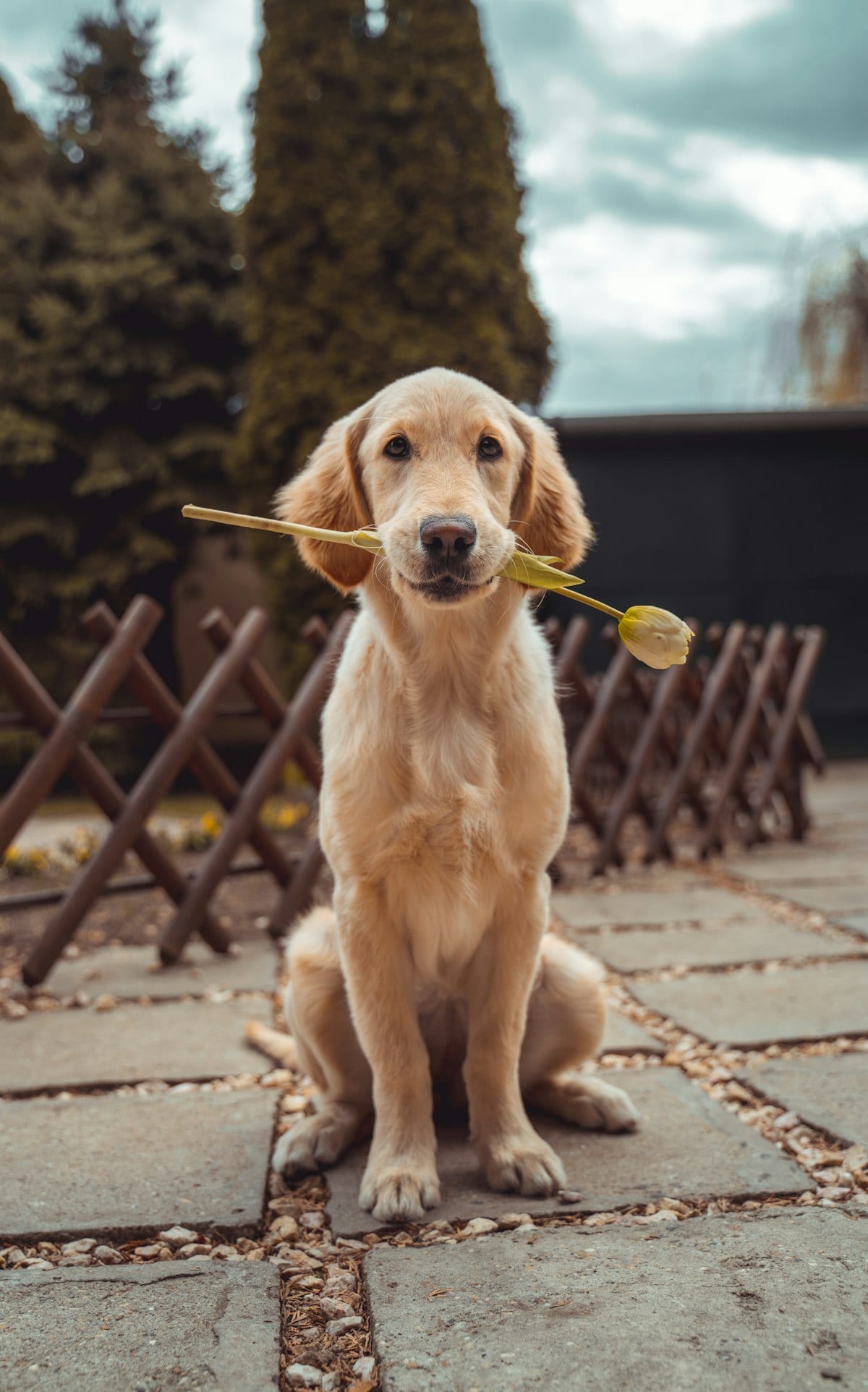 Golden retriever — szuka nowego domu — Zdjęcie 1