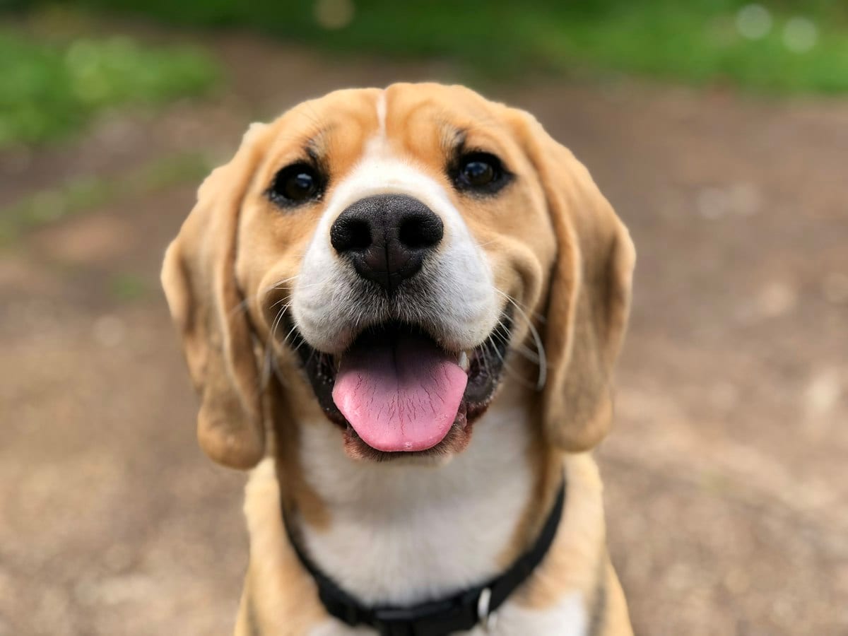 Beagle 1,5 roku — do adopcji — Zdjęcie 1