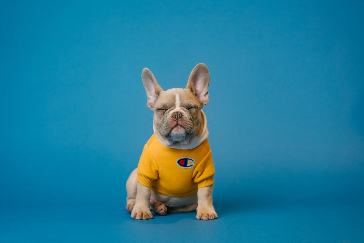 Buldog francuski — adopcja odpłatna — Zdjęcie 1