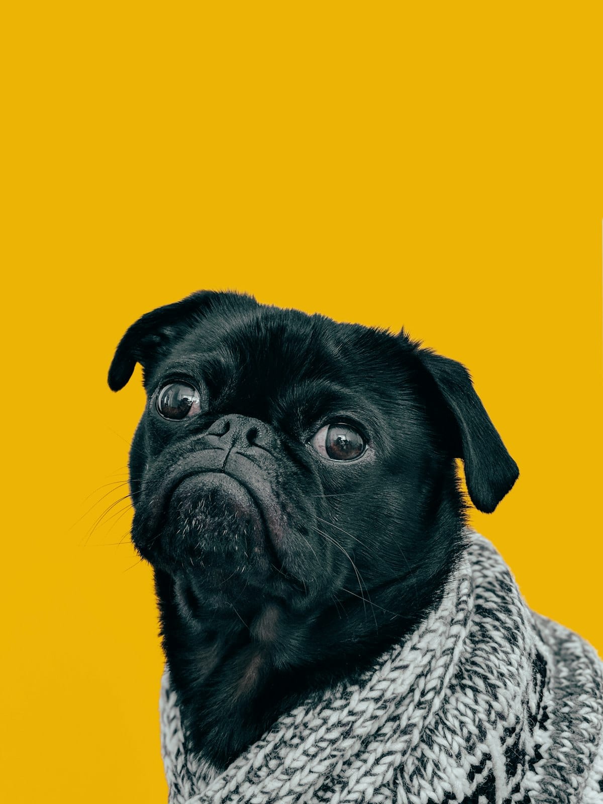 Mops 4 lata — szuka domu — Zdjęcie 1